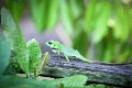 Green crested lizard